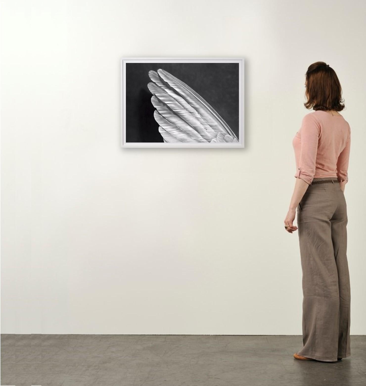 Robert Longo, Angel's Wing (Small Version),
Contemporary, 21st Century, Pigment Print, Limited Edition
Pigment print
Edition of 30
55,3 x 75,5 cm (21.7 x 29.7 in.)
Signed, accompanied by Certificate of Authenticity
In excellent condition, as