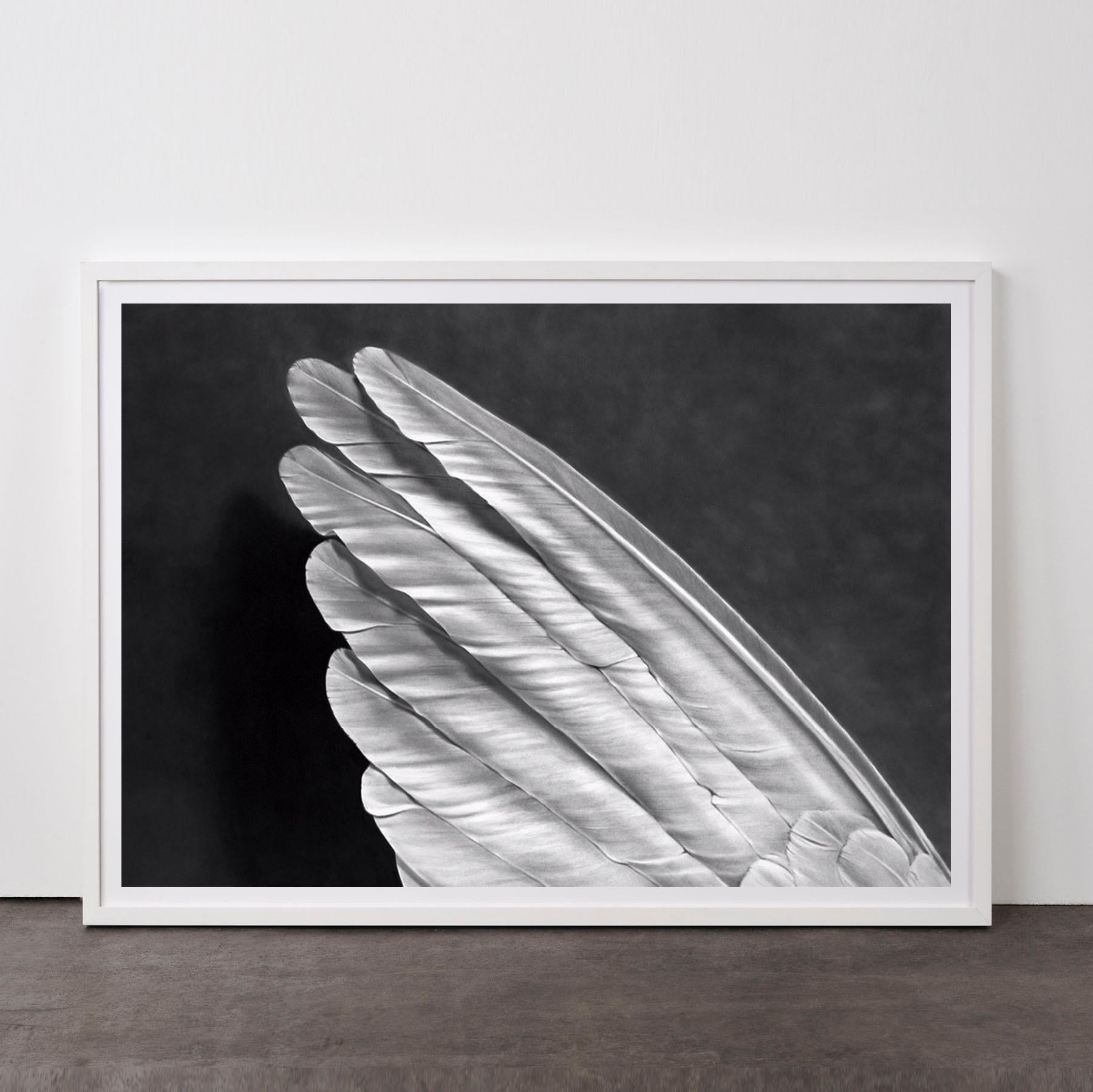 Robert Longo Figurative Print - Angel's Wing (Small Version)- Contemporary, 21st Century, , Limited Edition