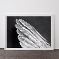 Angel's Wing (Small Version)- Contemporary, 21st Century, , Limited Edition