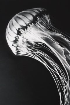 Rumi par Robert Theo, Contemporain, 21ème siècle, Edition limitée
