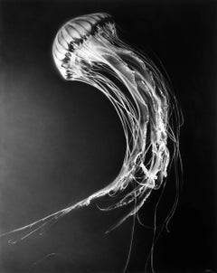 Rumi di Robert Longo, Contemporaneo, XXI secolo, Edizione limitata
