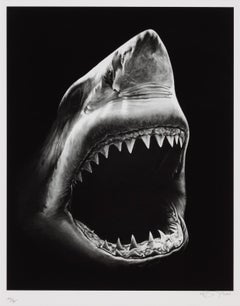 Untitled (Shark 5)