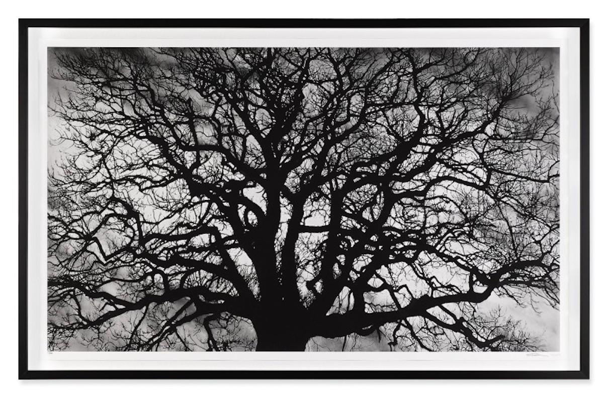Untitled-Tree (17/25) - Contemporary Print by Robert Longo