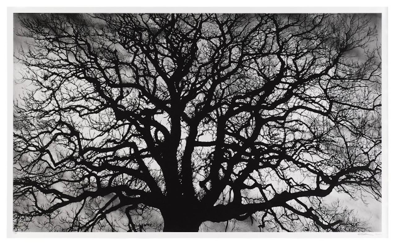 Untitled-Tree (17/25) - Print by Robert Longo