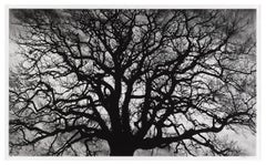 Untitled-Tree (17/25)