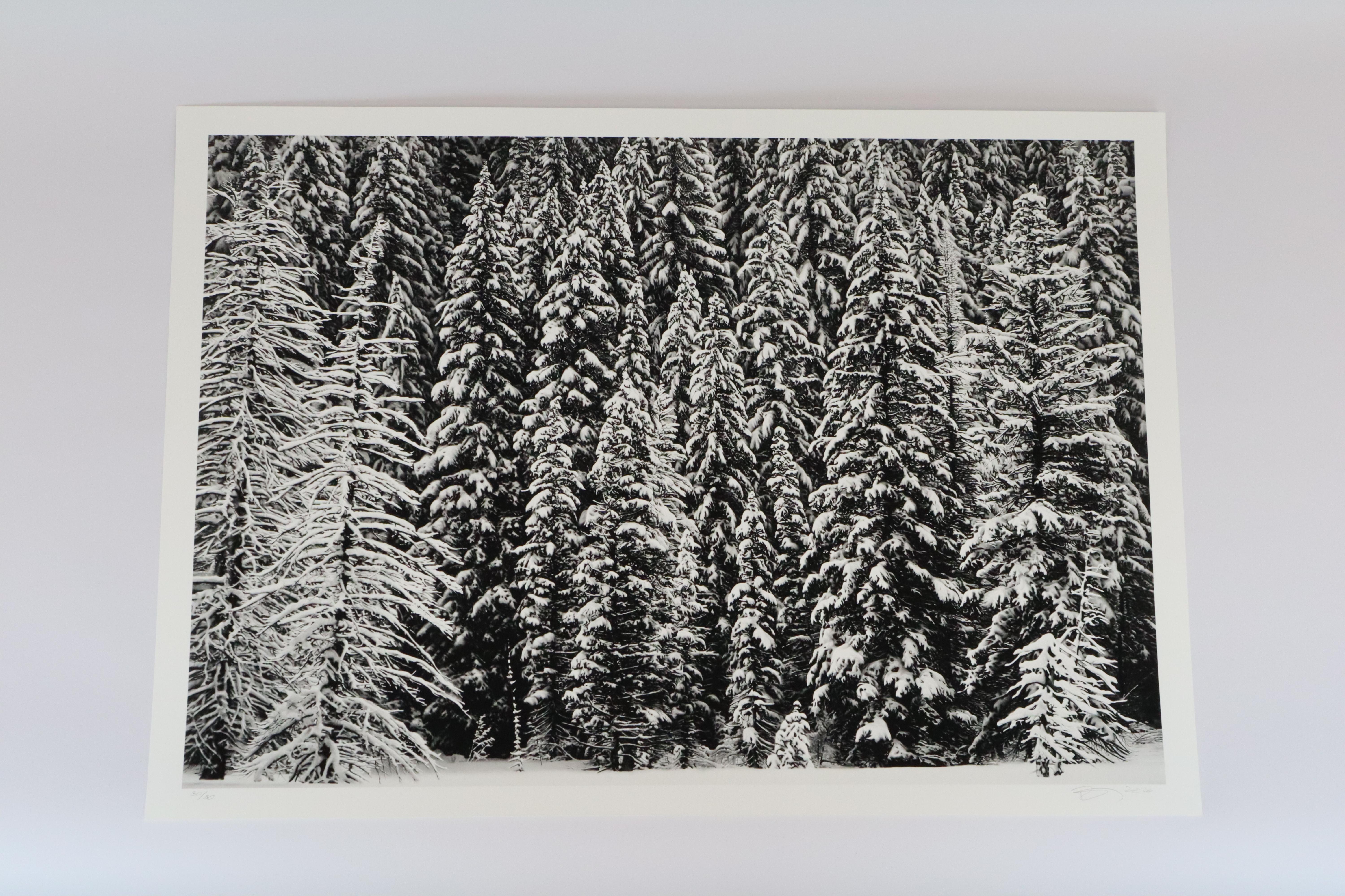 White Snow Trees of the Black Forest by Robert Longo For Sale 1