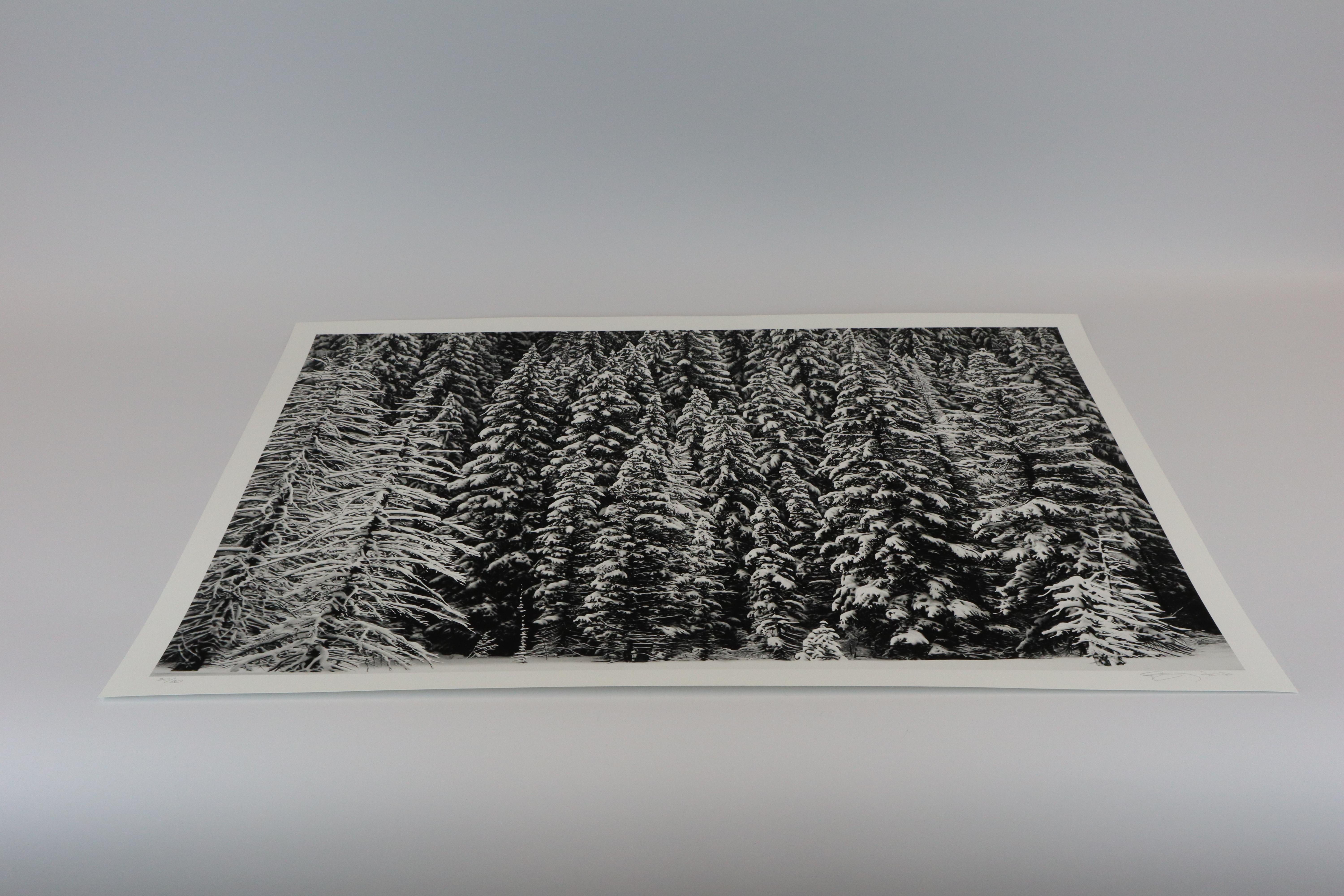 White Snow Trees of the Black Forest by Robert Longo For Sale 2