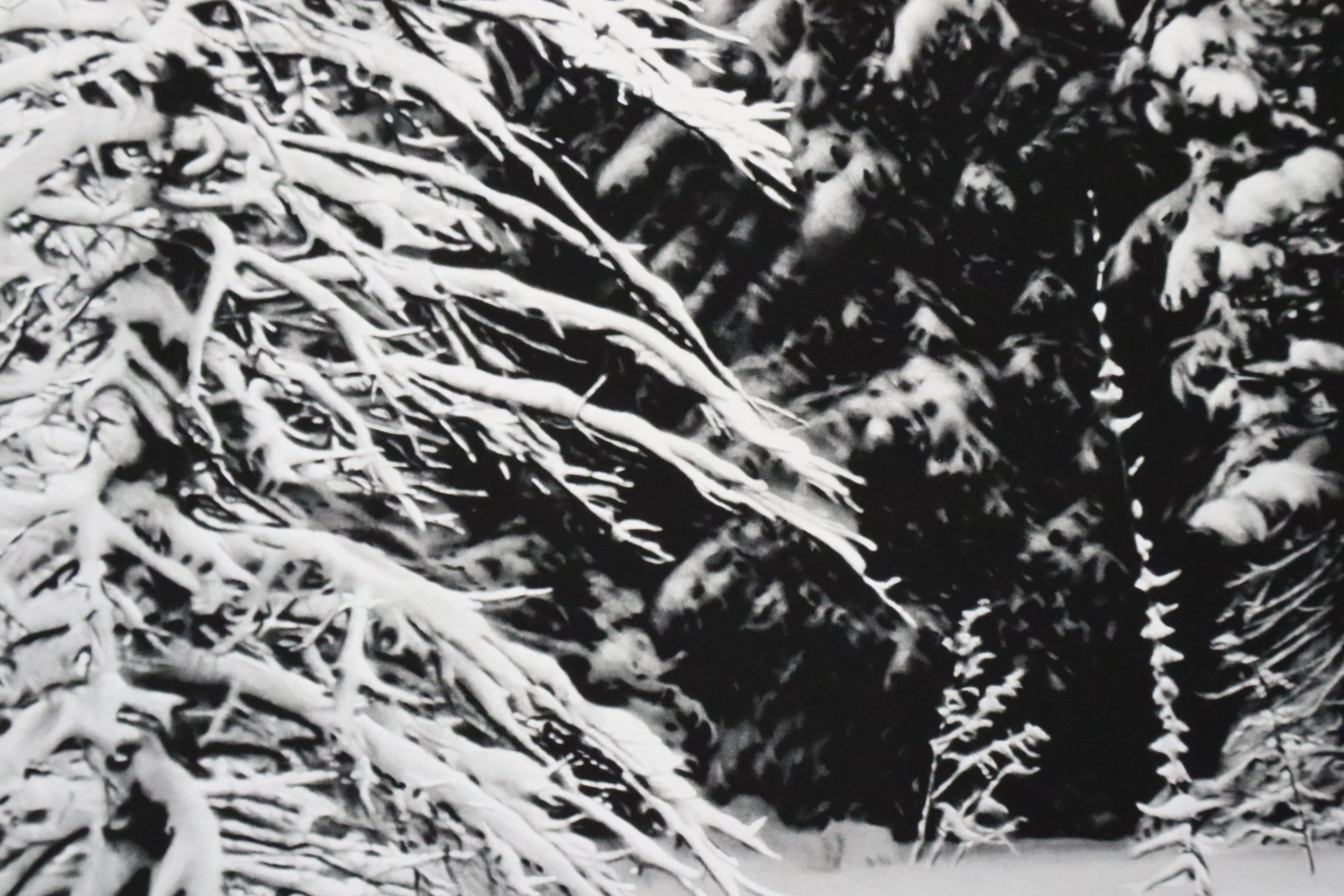 White Snow Trees of the Black Forest by Robert Longo For Sale 5