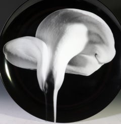 Plato de porcelana botánica de Robert Mapplethorpe, Lirio de cala, 1984