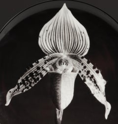 Robert Mapplethorpe Orchid Plate for Swid Powell, Porcelain, 1987