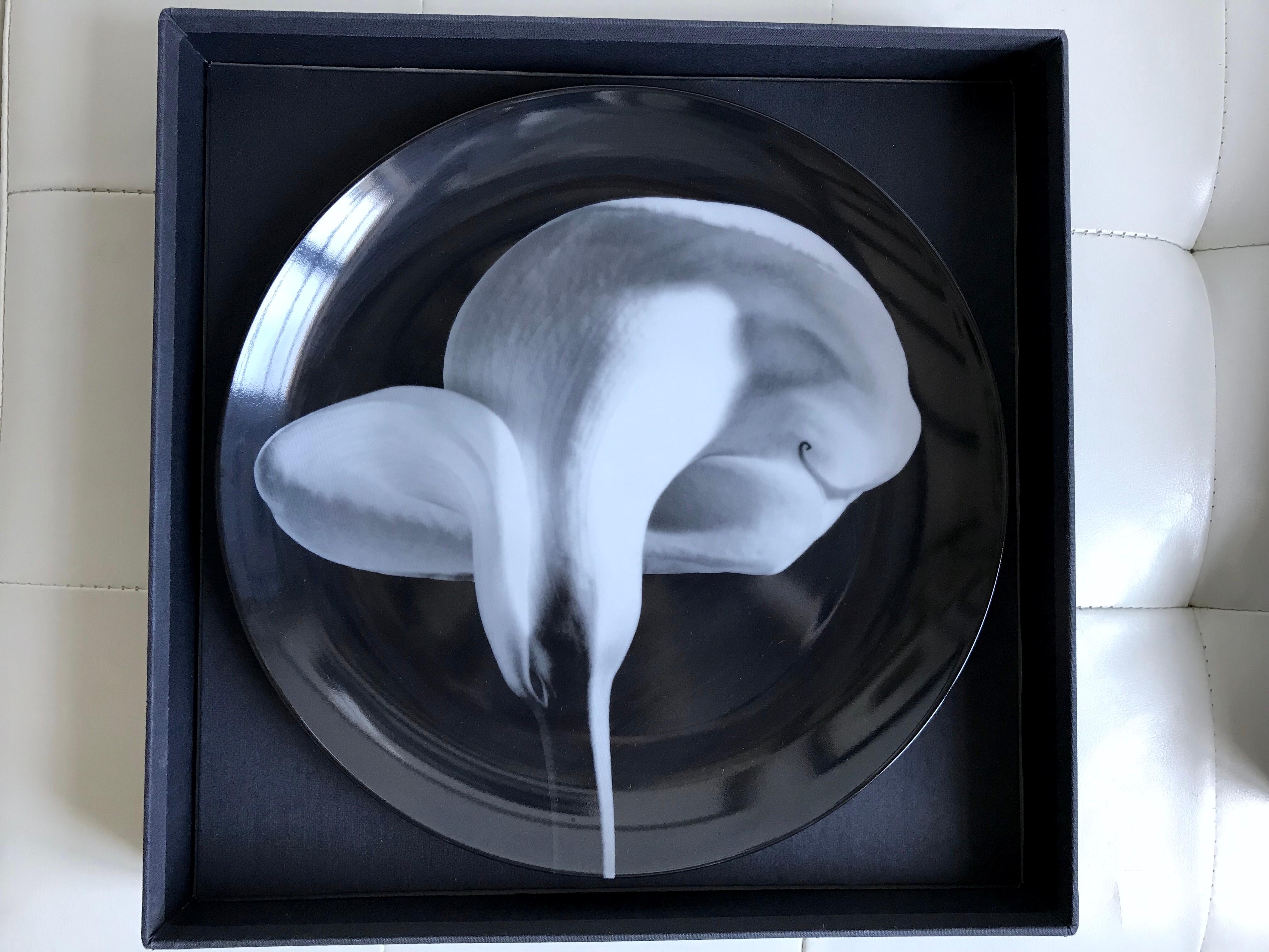 mapplethorpe calla lily