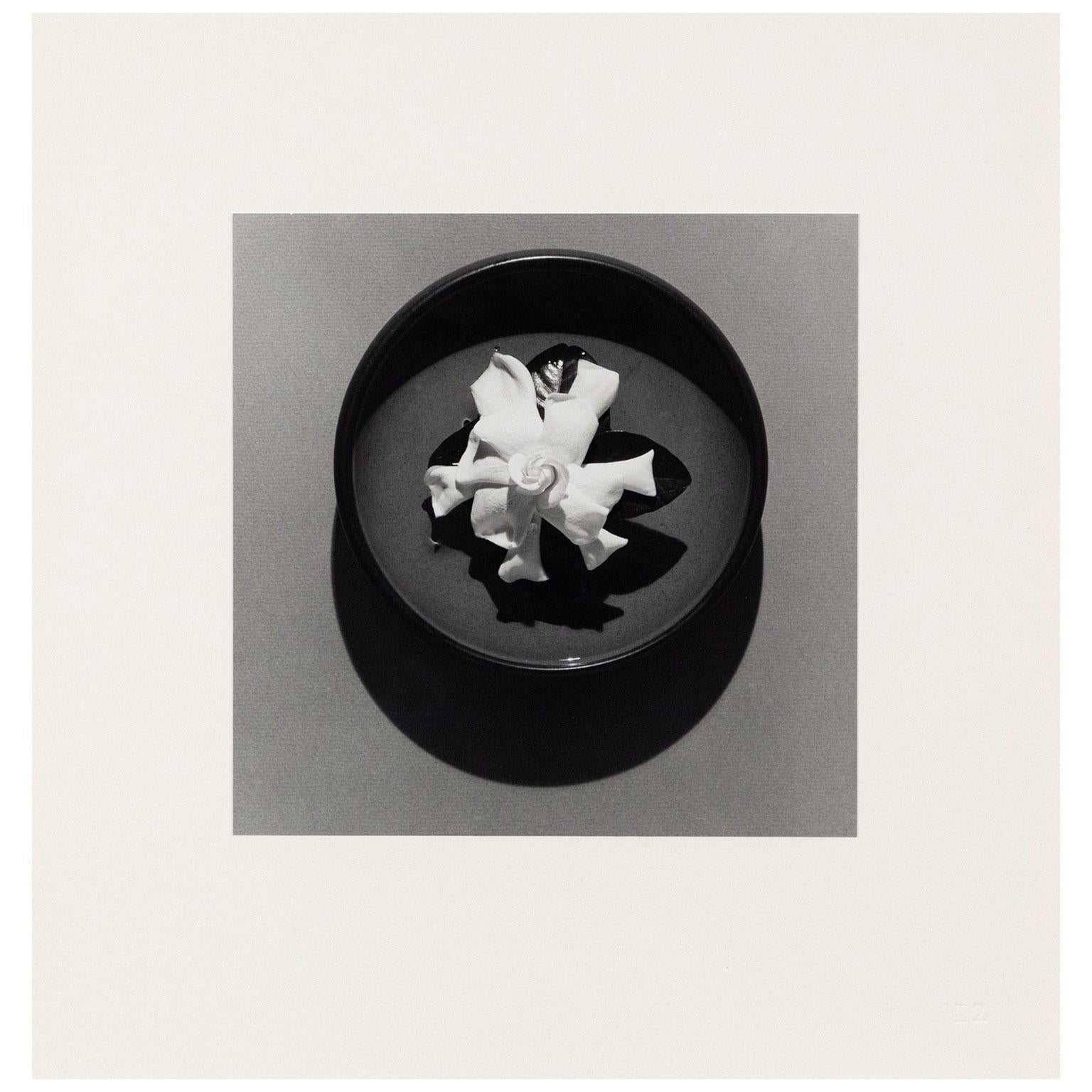 Gardenia - Modernisme américain Photograph par Robert Mapplethorpe