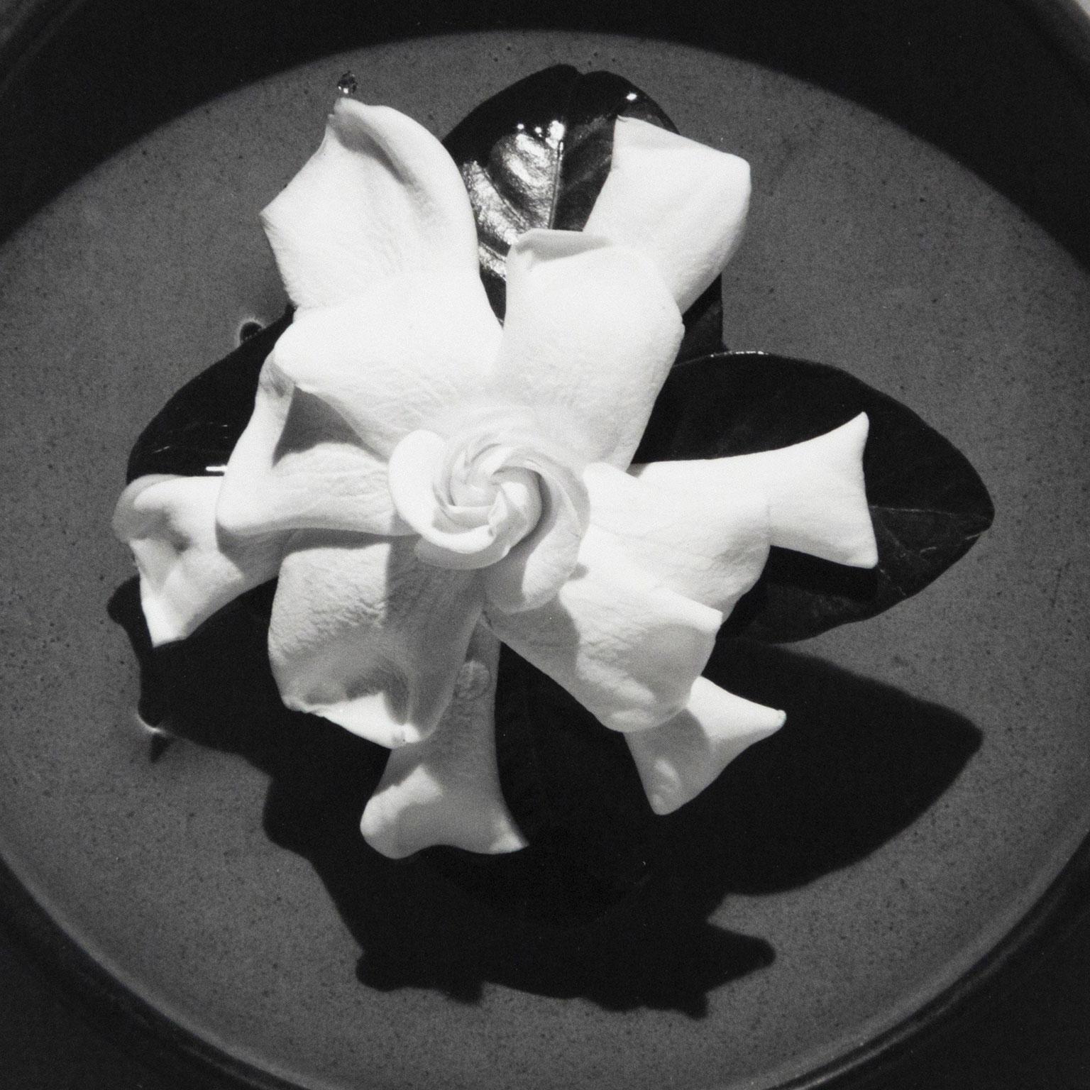 Gardenia - American Modern Photograph by Robert Mapplethorpe