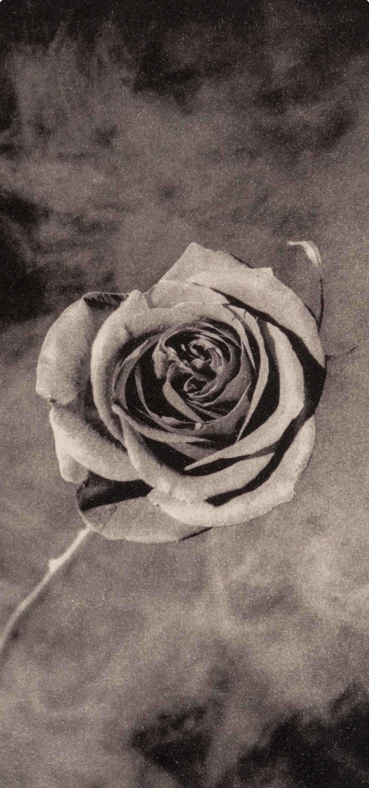 Mapplethorpe, Rose with Smoke, A Season in Hell (nach) – Photograph von Robert Mapplethorpe