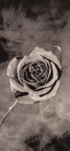Robert Mapplethorpe, Rose with Smoke, from A Season in Hell, 1986 (after)