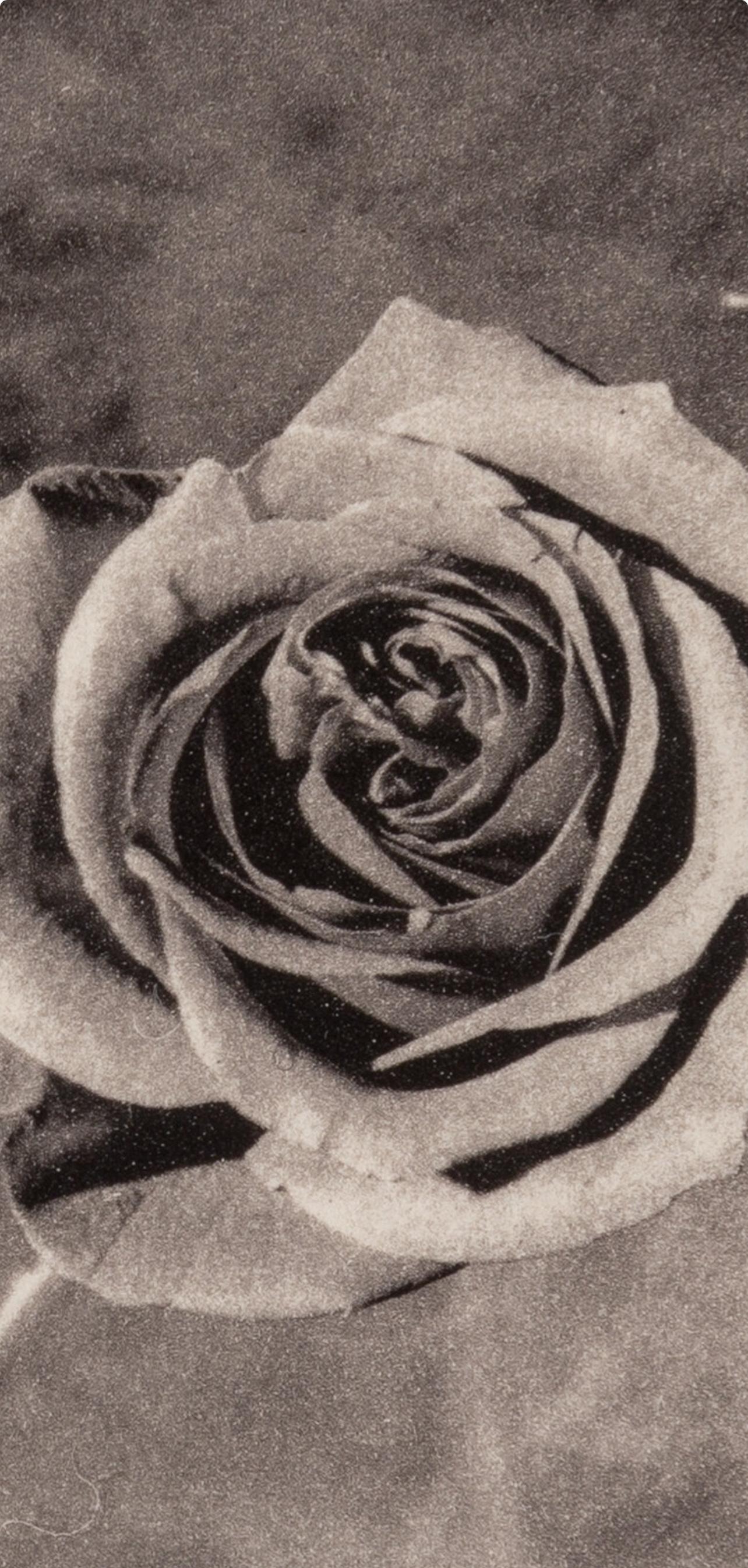 Mapplethorpe, Rose with Smoke, A Season in Hell (nach) (Zeitgenössisch), Photograph, von Robert Mapplethorpe