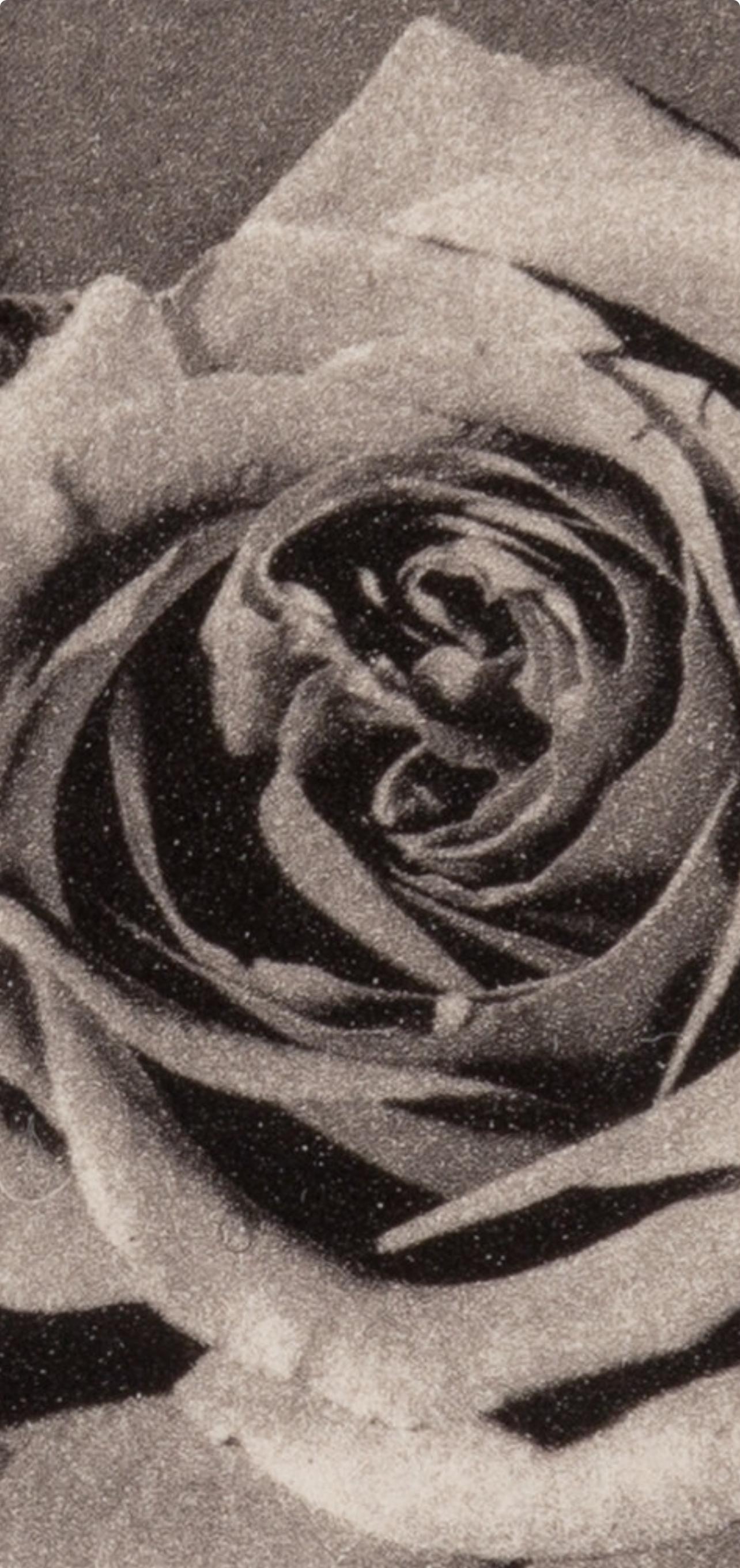 Mapplethorpe, Rose with Smoke, A Season in Hell (nach) (Schwarz), Black and White Photograph, von Robert Mapplethorpe
