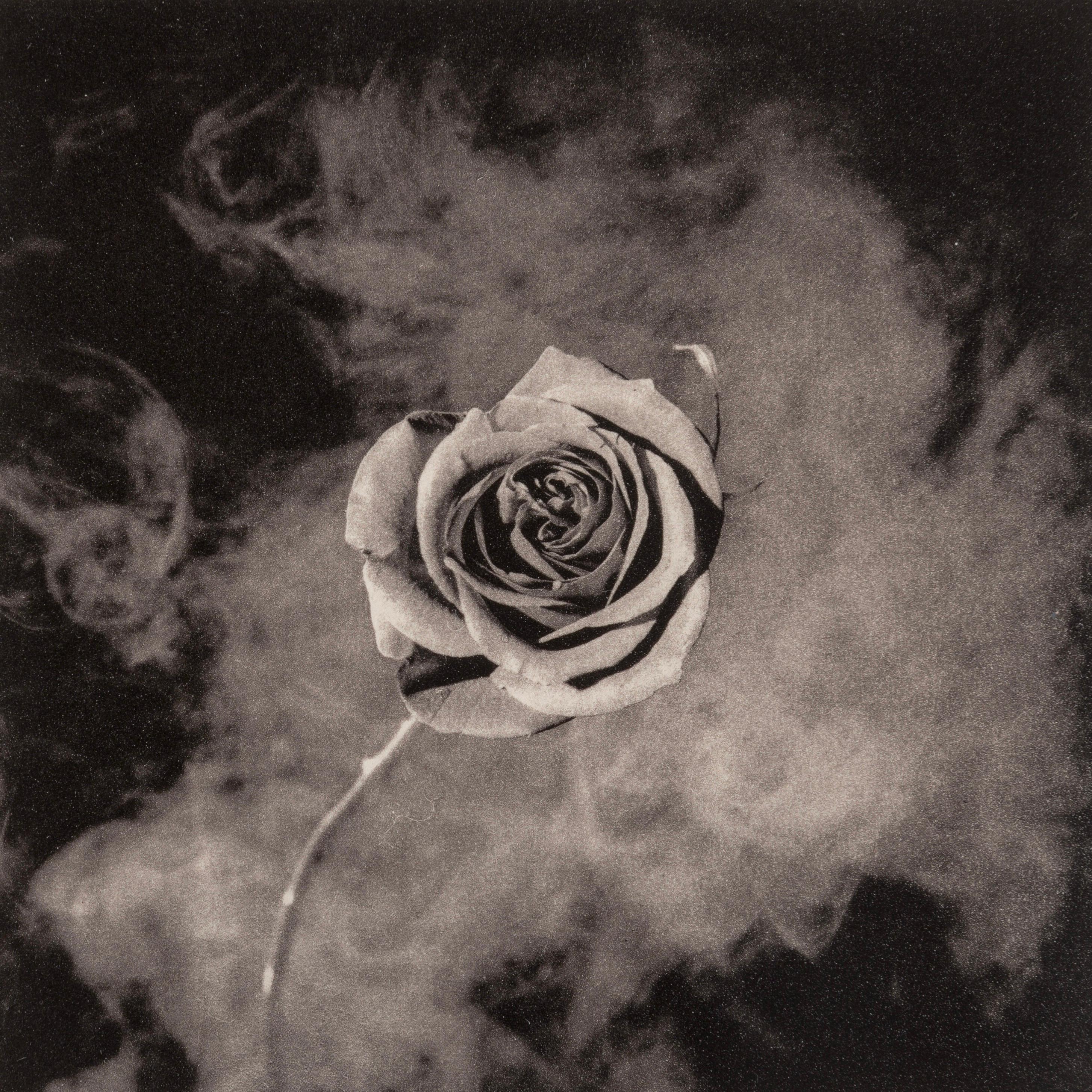 Mapplethorpe, Rose with Smoke, A Season in Hell (nach)