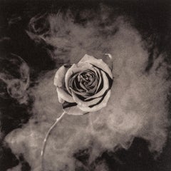 Mapplethorpe, Rose with Smoke, A Season in Hell (nach)
