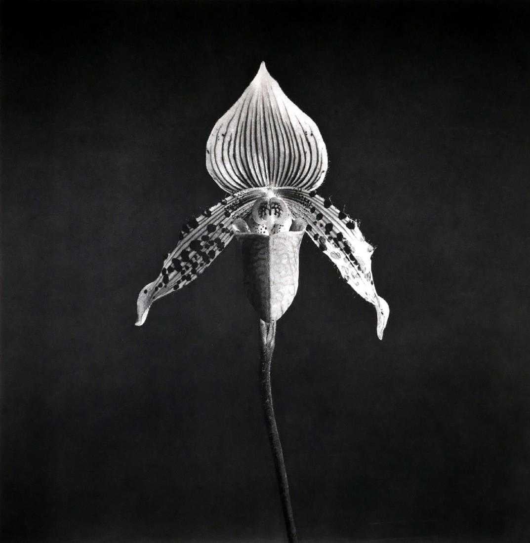 Orchid de Robert Mapplethorpe 1