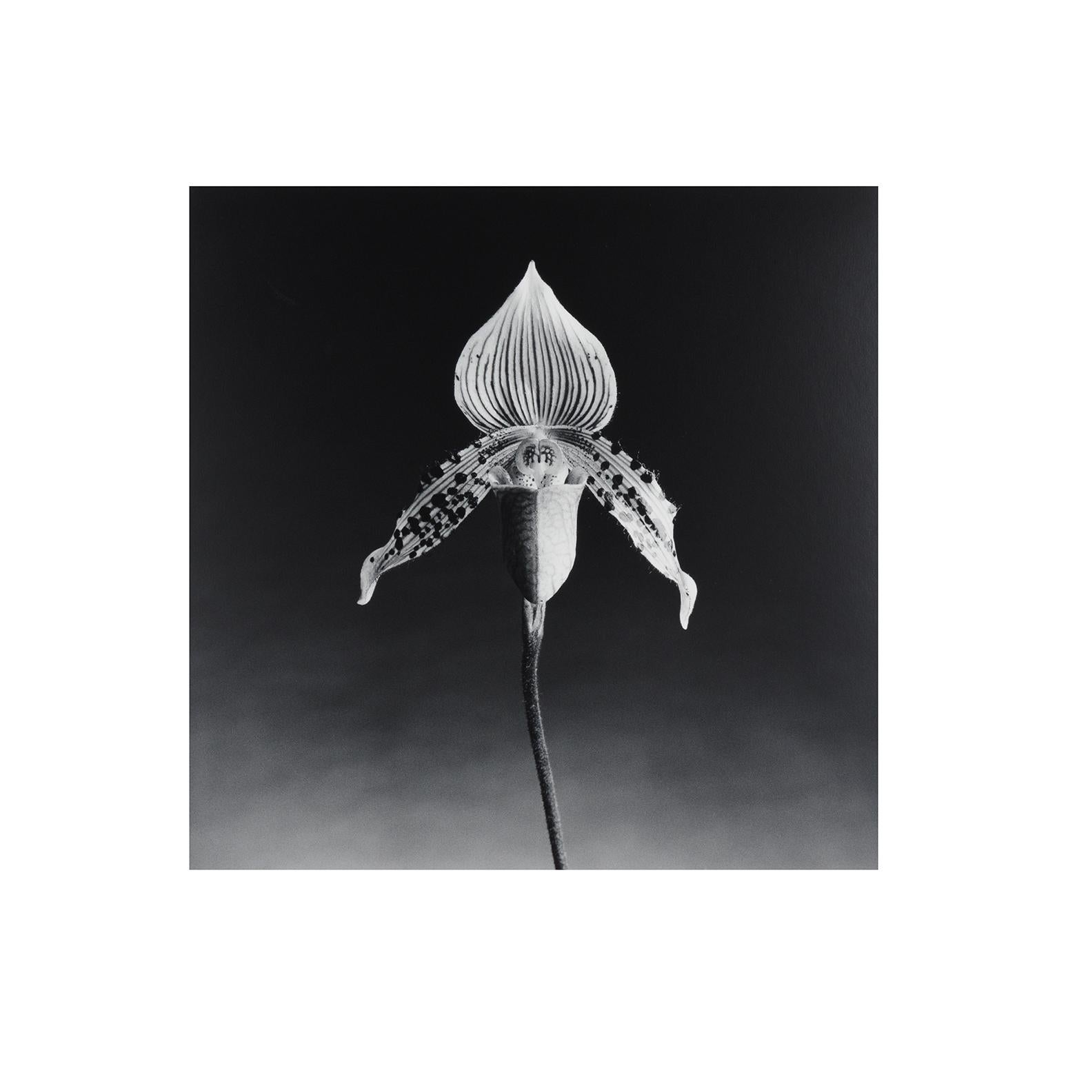 Orchidea - Photograph di Robert Mapplethorpe