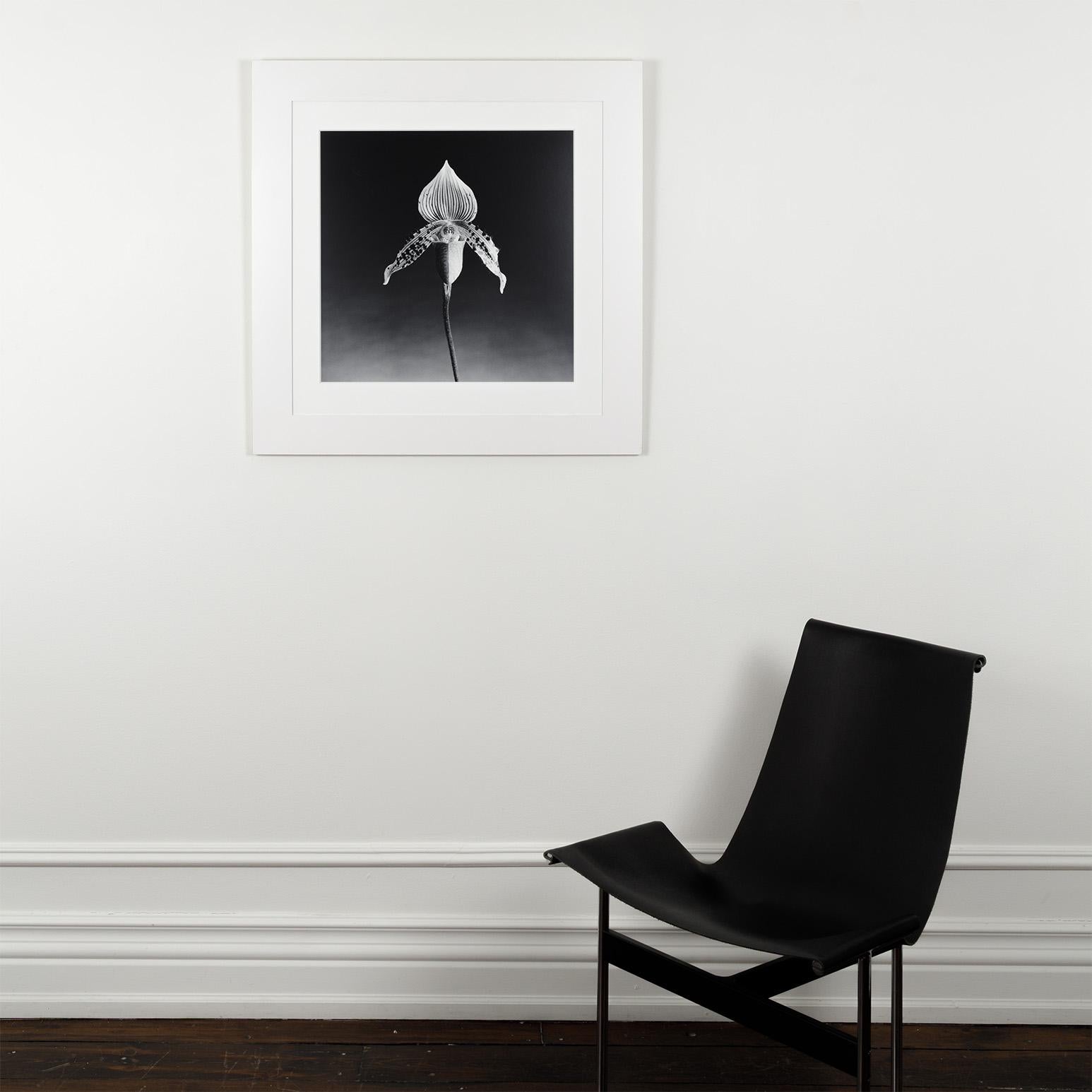 Orchidea - Photograph Postmoderno di Robert Mapplethorpe