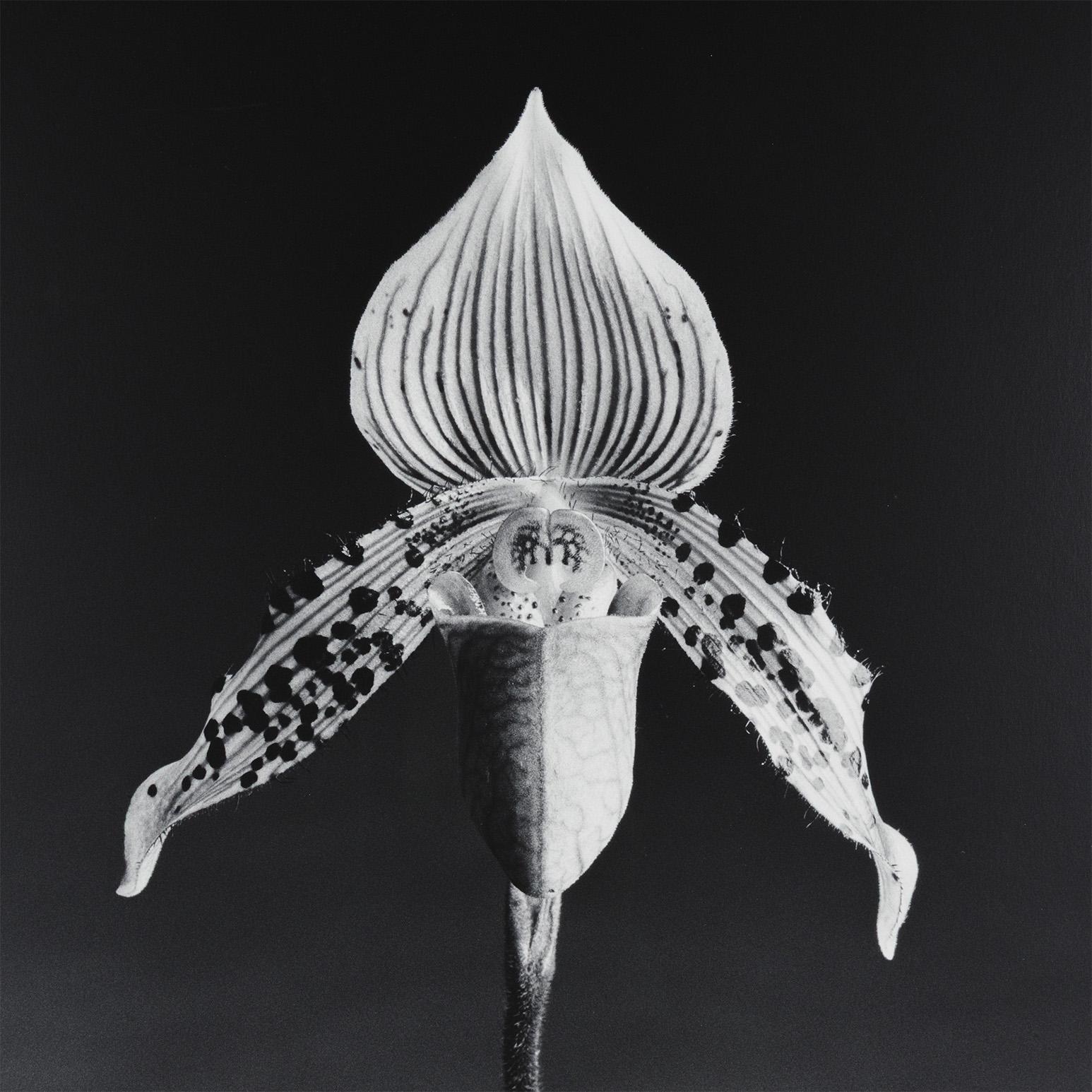 Orchidea - Black and White Photograph Grigio di Robert Mapplethorpe