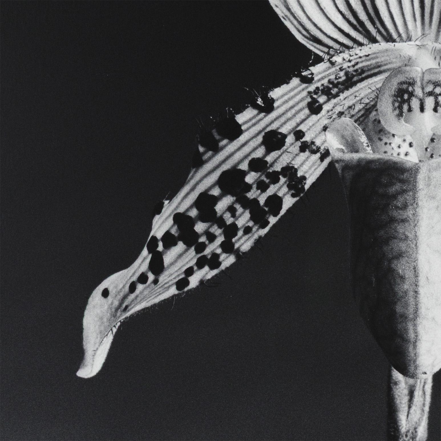 Il posto di Robert Mapplethorpe (1946-1989) nel canone è stato guadagnato grazie alla sua incredibile produzione di immagini che spaziavano dalla bellezza alla brutalità. 

Mapplethorpe ha mostrato con coraggio la bellezza di corpi che non sono