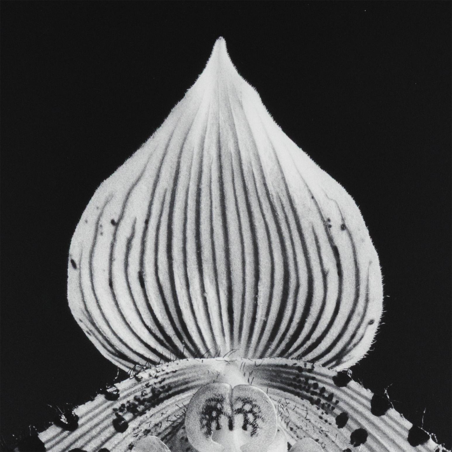 Orchidea in vendita 2