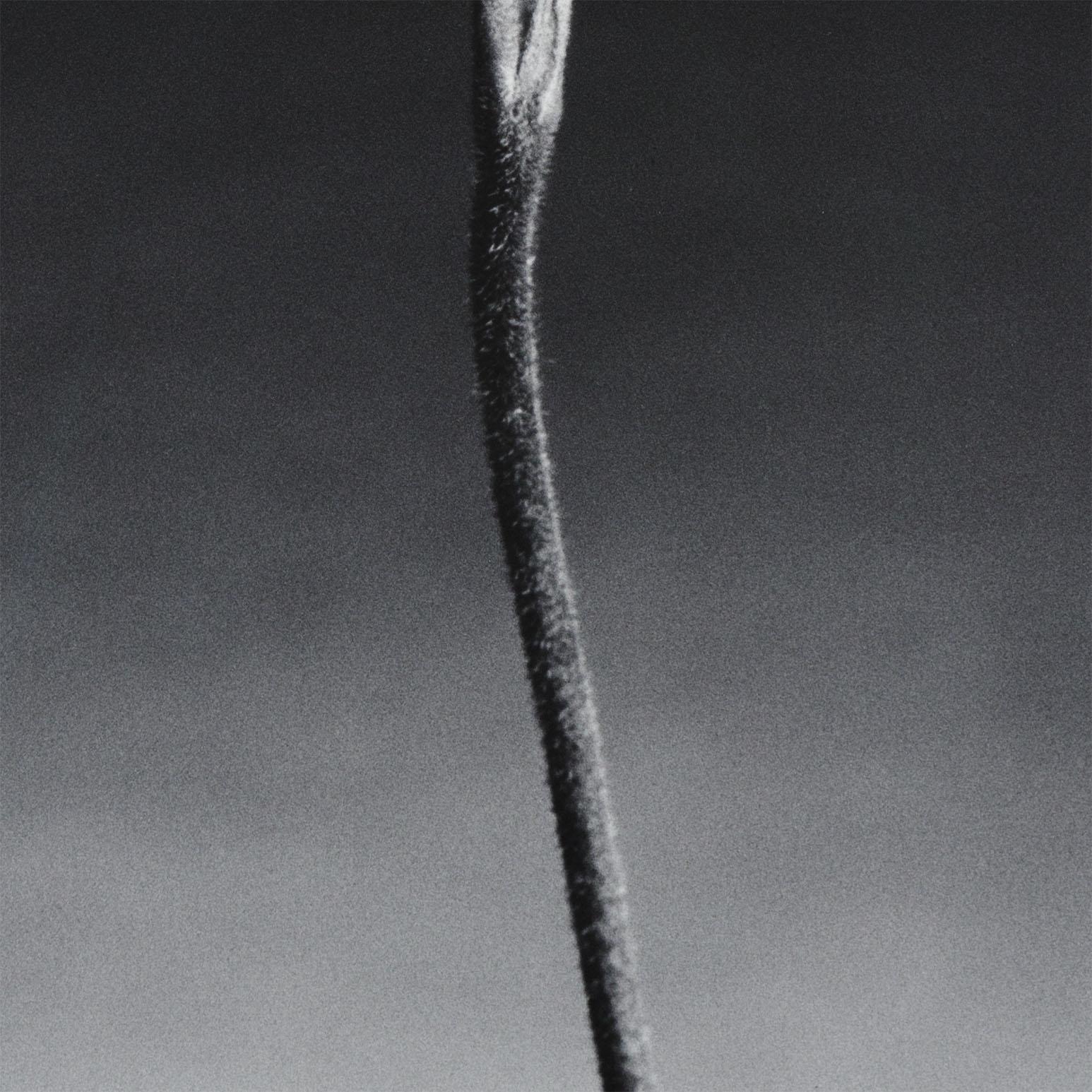 Orchidea in vendita 3