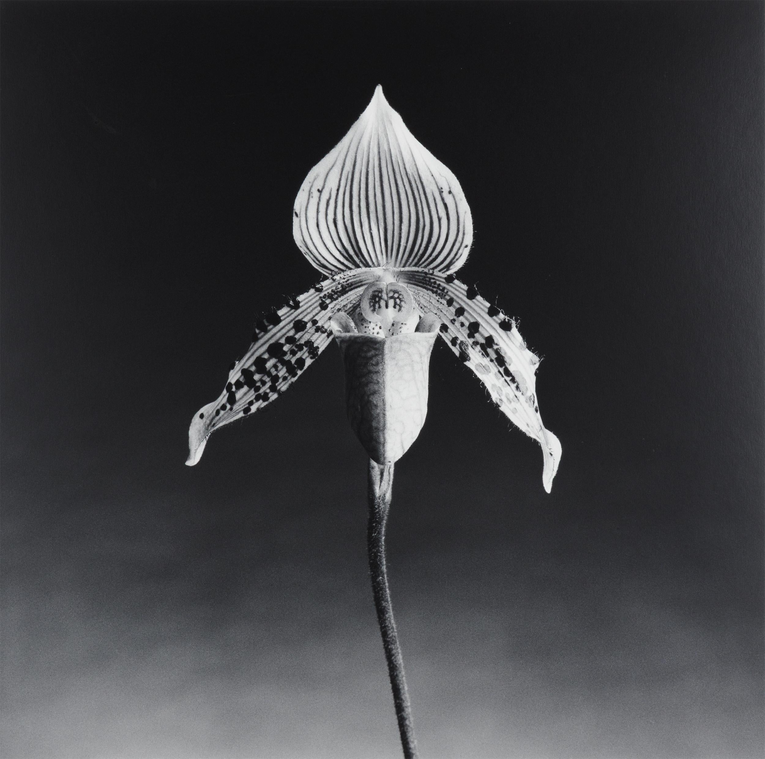Orchidea in vendita 4
