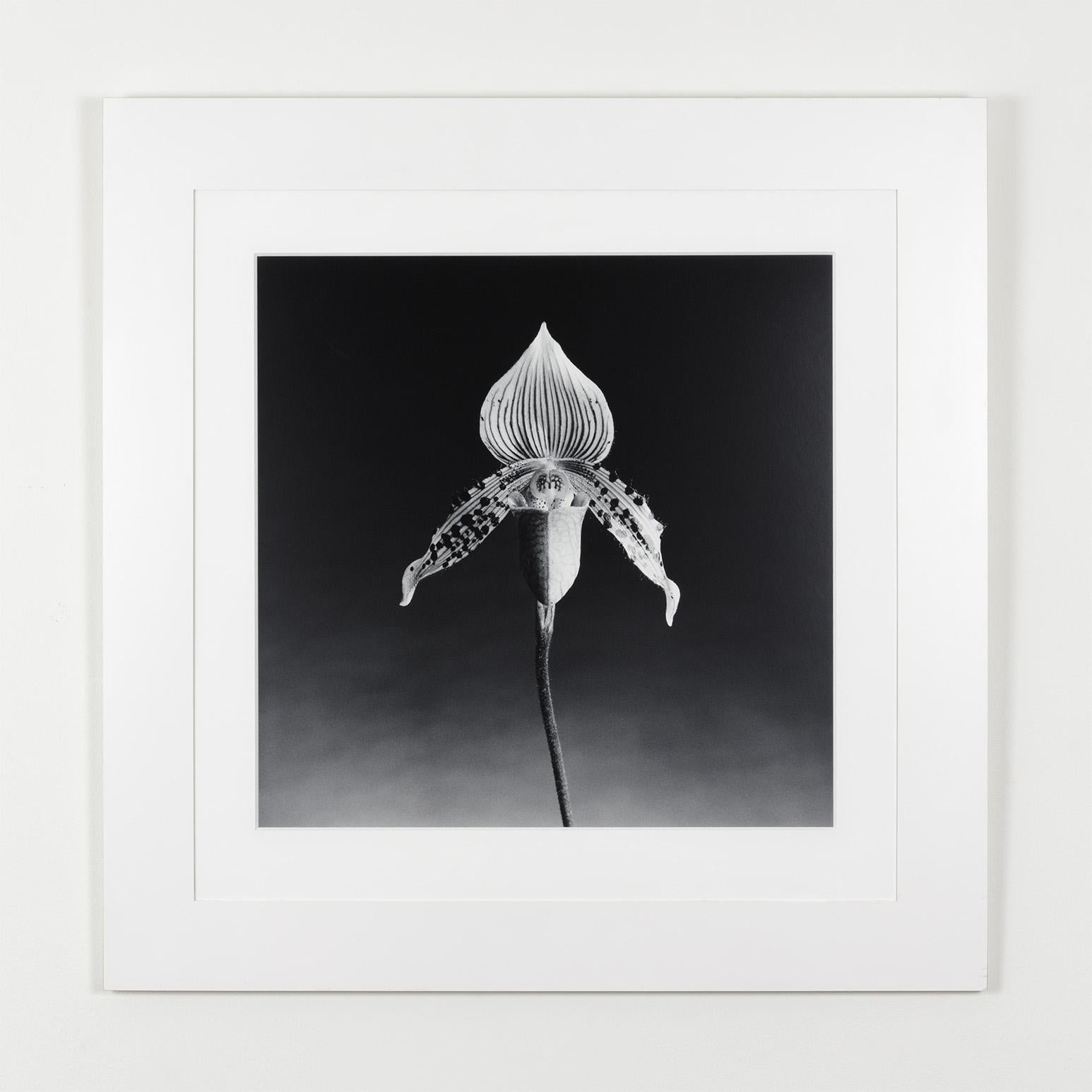 Orchidée