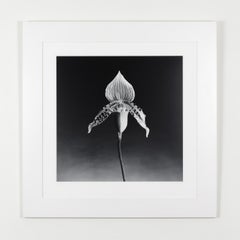 Orchidée