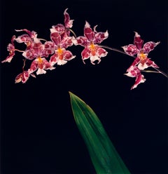Orchids