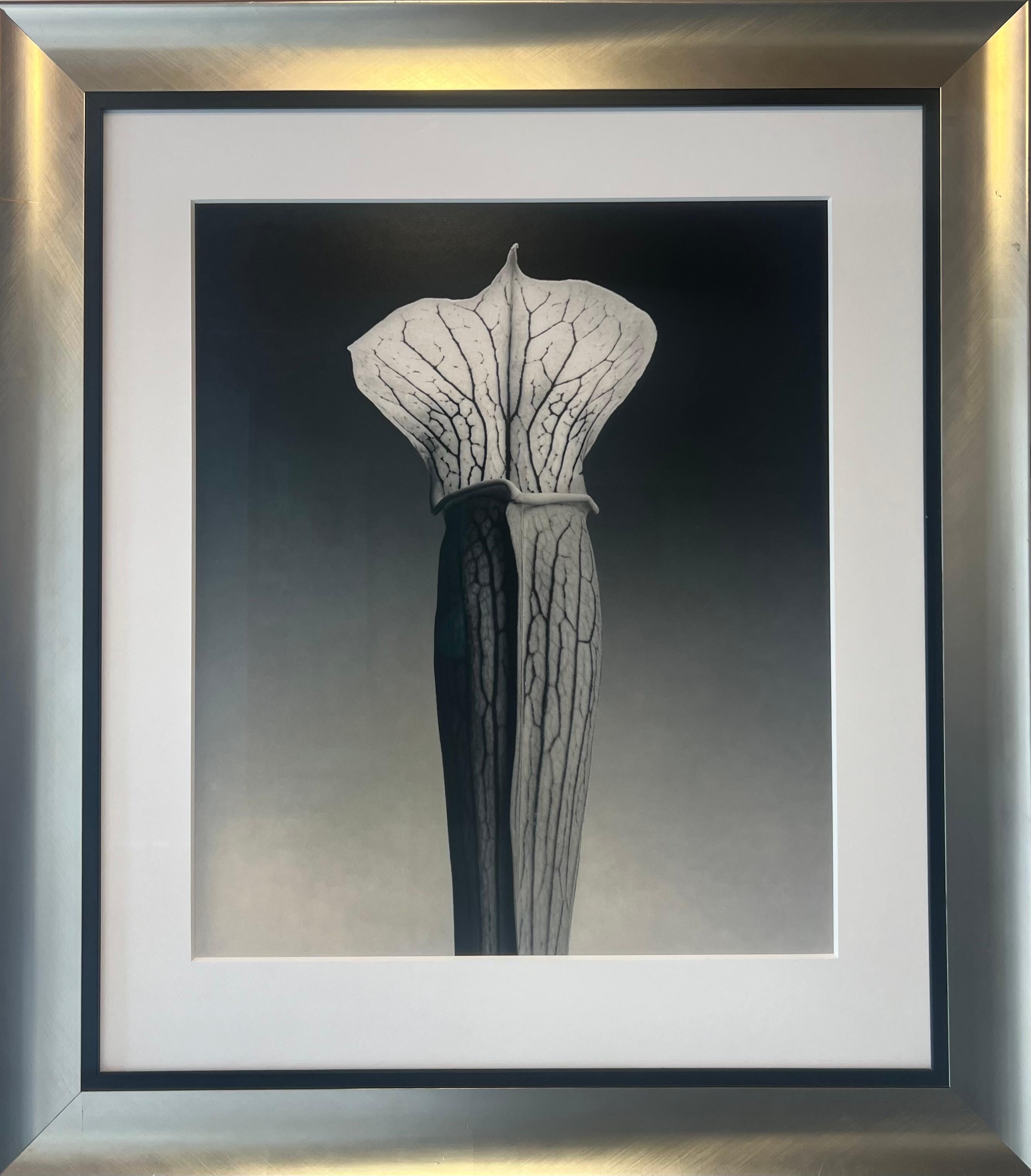 Jack in the Pulpit, Ed. 4/10 - Contemporary Photograph by Robert Mapplethorpe