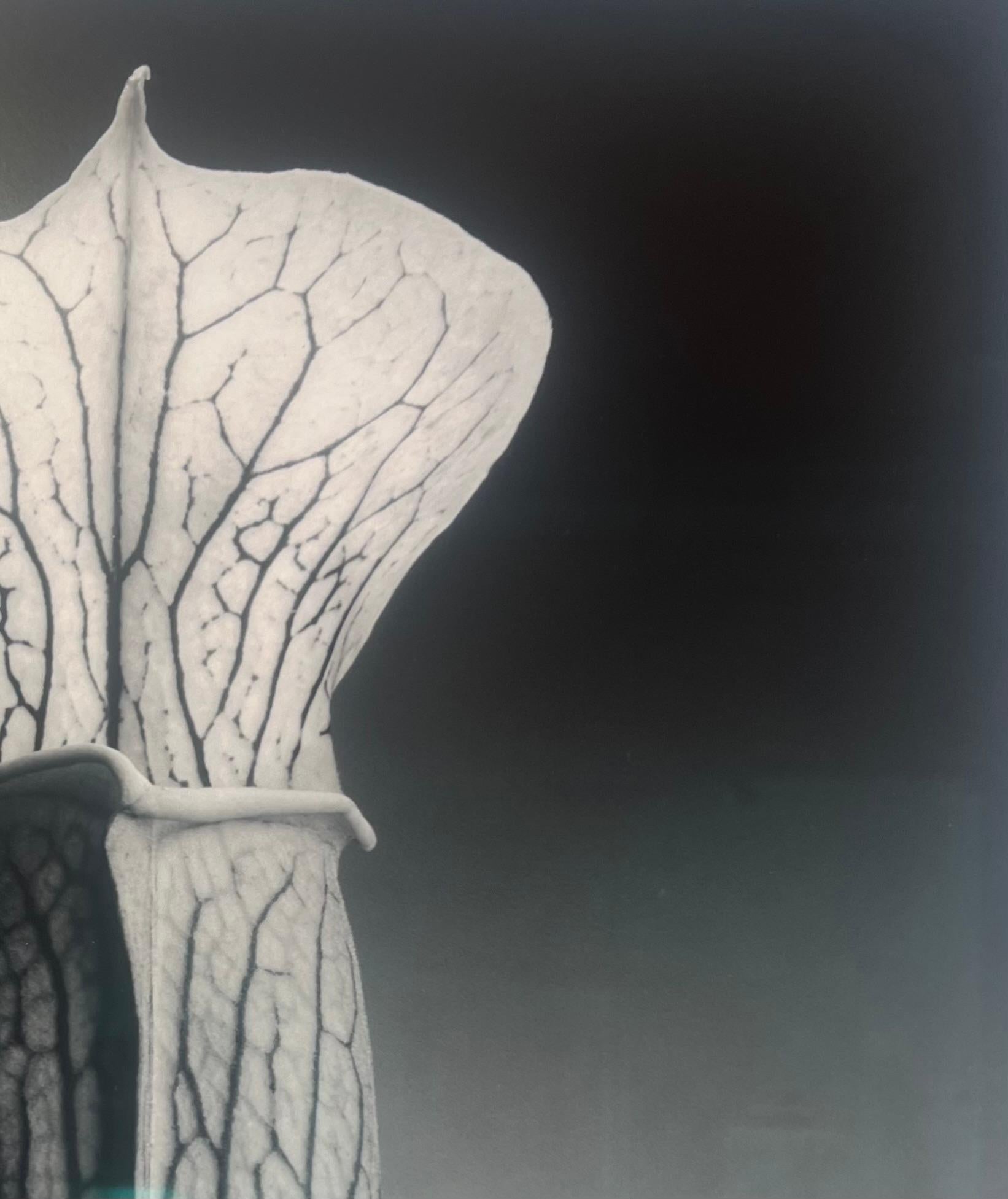 Robert Mapplethorpe
Jack in the Pulpit, Ed. 4/10, 1988
Gelatin silver print
23 x 19 in.
34.25 x 30.25 in. Framed size
Robert Mapplethorpe was born in 1946 in Floral Park, Queens. In 1963, Mapplethorpe enrolled at Pratt Institute in nearby Brooklyn,