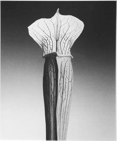 Jack in the Pulpit, Ed. 4/10