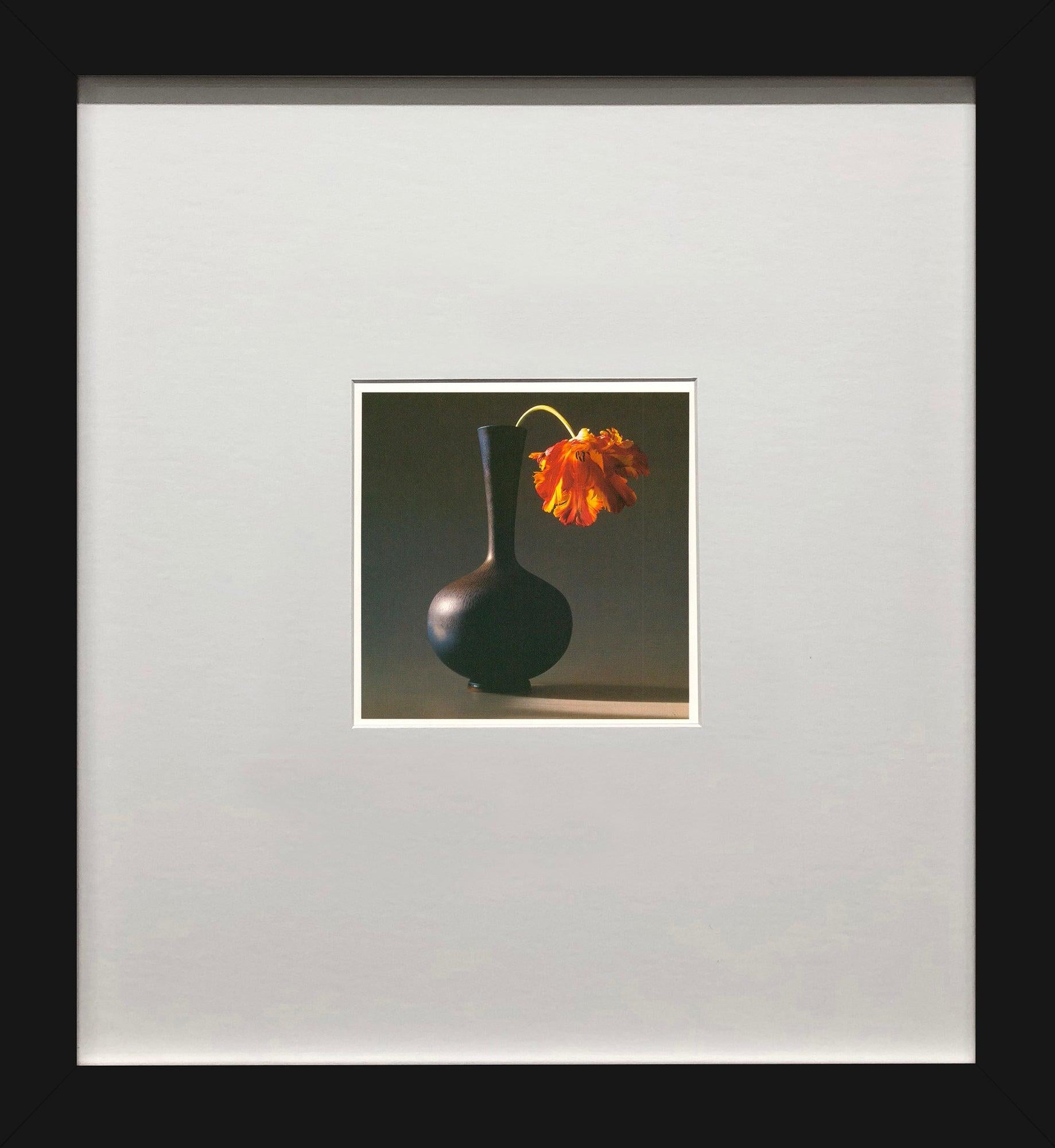 Robert Mapplethorpe "Tulipán" 1994