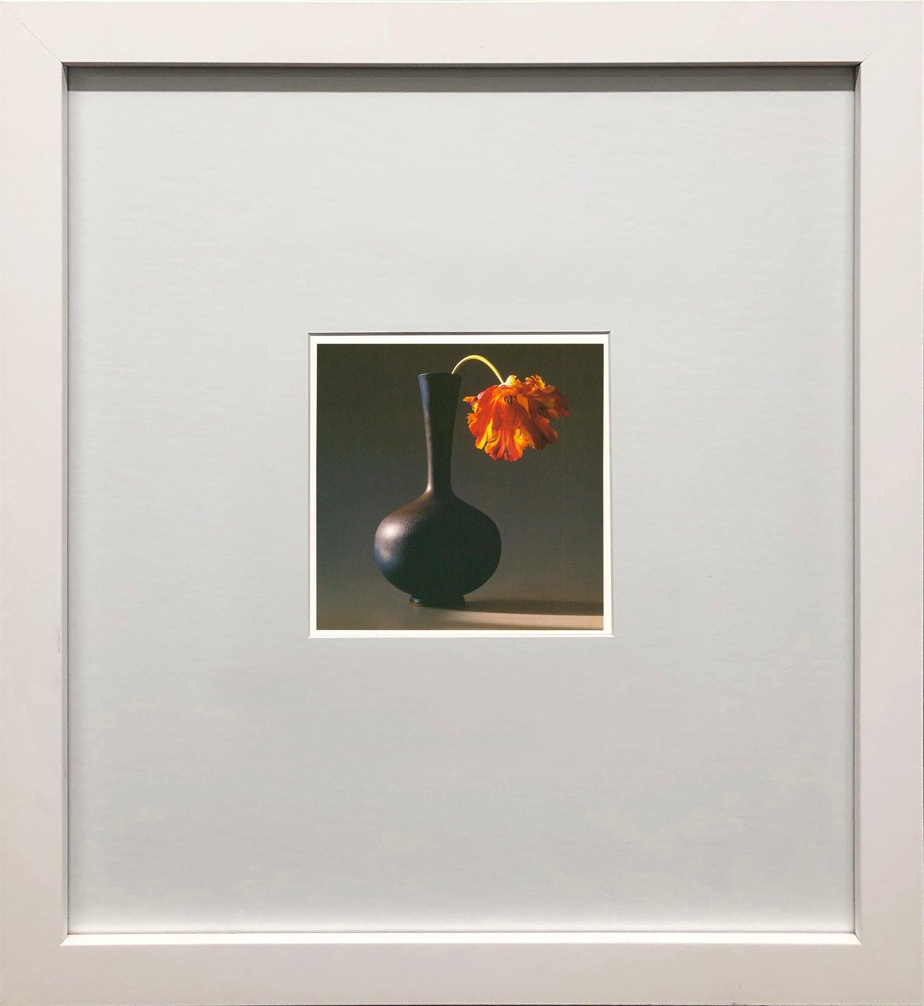 Robert Mapplethorpe "Tulipán" 1994