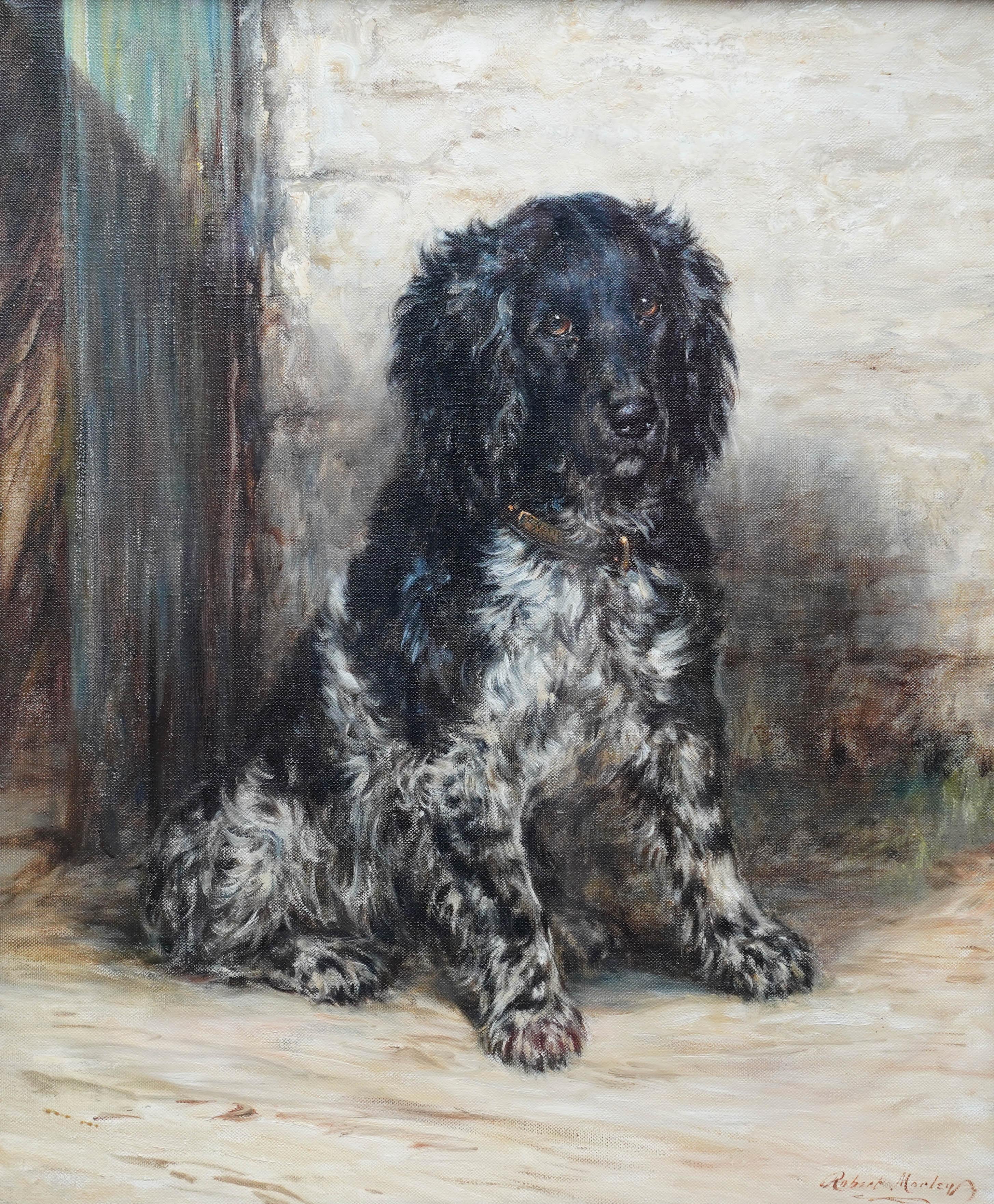 Portrait of a Spaniel - British Edwardian art dog portrait oil painting  - Painting by Robert Morley