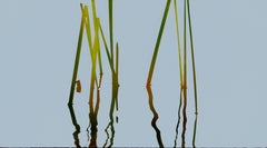 Reeds 12 July 11:43 - Modern Nature Oil Painting, Abstract, Minimalism