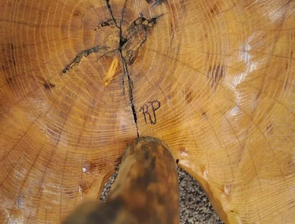 Bois Table d'appoint rustique de Robert Powchik en loupe de bois de ronce à bord vif en vente