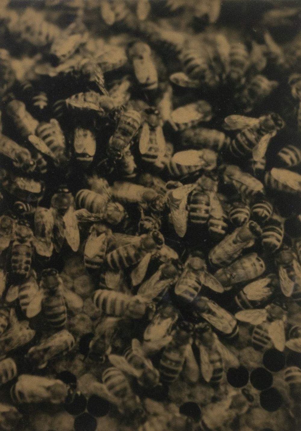Api - Photograph Contemporaneo di Robert Stivers