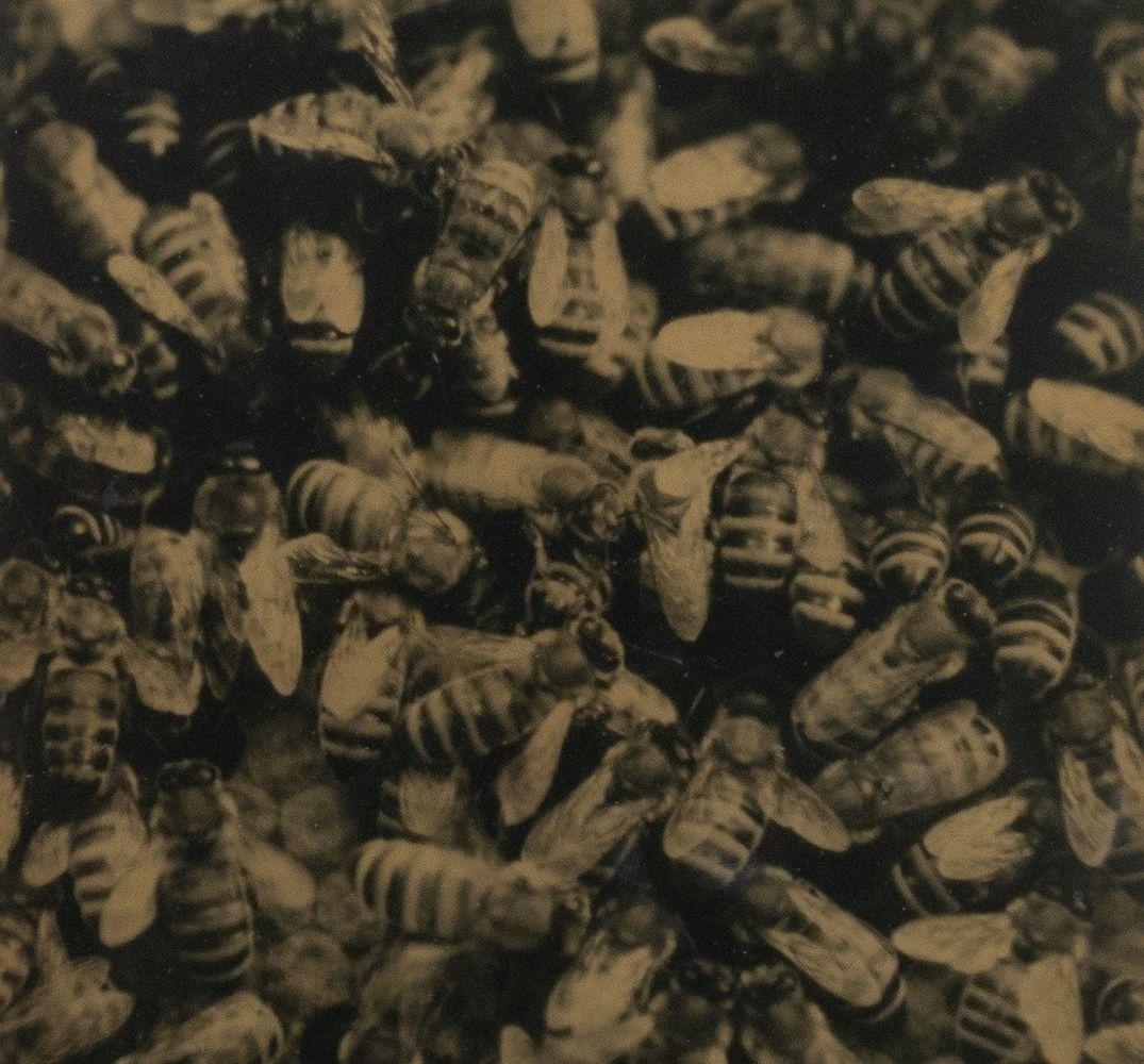 Robert Stivers (americano, nato nel 1953), Bees, Gelatin Silver Print, 2006, apparentemente non firmato, etichetta Santa Fe Art Auction sul retro, cornice in legno bianco dipinto. 6,75