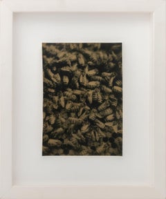 Bees