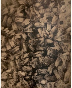 Hive, Santa Fe, NM, 2005