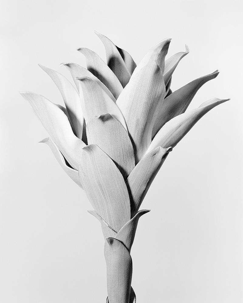 Robert Voit Still-Life Photograph - Agave Attenuata