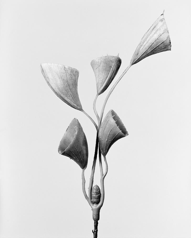 Black and White Photograph Robert Voit - Cucllatum de corne d'abondance