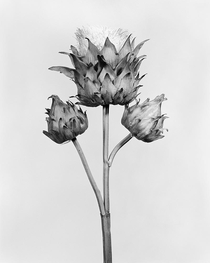 Robert Voit Black and White Photograph - Cynara Cardunculus