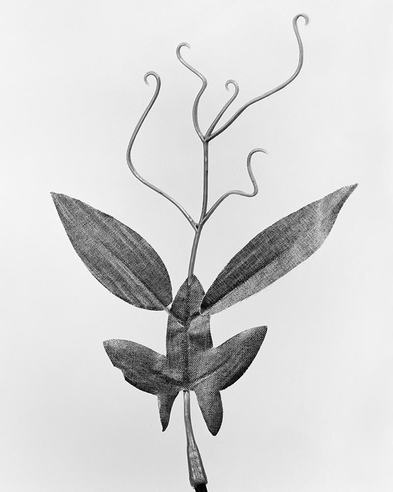 Robert Voit Black and White Photograph - Lathyrus Odoratus